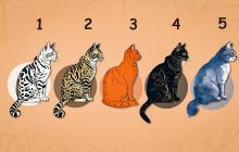 "Кошачий" тест на жизненные ценности: какого кота выбирают семейные люди