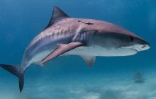 Ледачий мисливець: що відомо про рибу, яку вважають однією з найнебезпечніших для людини