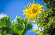 Кінець тижня в Україні буде спекотним, у кількох областях дощі (карта)