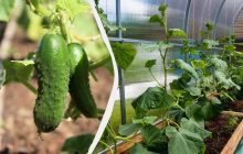 1 стакан под куст - и огурцы начнут плодоносить в 5 раз активнее: полить надо в июле