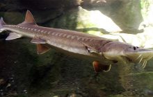 В Украине краснокнижные рыбы оказались под угрозой: ихтиолог предупредила о катастрофе