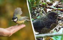 Что делать с ранеными птицами и можно ли трогать птенцов в гнезде: объяснение орнитологов