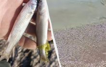 На юге произошел массовый мор рыбы и креветок: экологи объяснили, что произошло (видео)