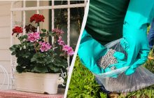 Герань обожает это удобрение: эксперты рекомендуют вносить его каждые 2 недели