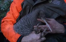 В Новой Зеландии обнаружили птицу, которую считали вымершей еще 50 лет назад (видео)