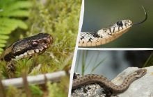 Какие змеи обитают вблизи Чернобыльской АЭС: ученые назвали один опасный вид