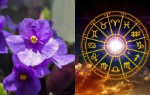 Февраль - фиалка, июнь - роза: узнайте свой цветок души по месяцу рождения