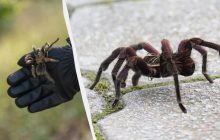 В Германии обнаружили более 1000 тарантулов, которые были упакованы в коробки для тортов