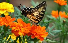 Чтобы бархатцы обильно цвели до конца лета, надо не забыть об этом в июле