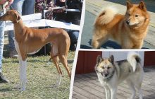 Какие собаки являются редкими и необычно выглядят: эксперты назвали топ-16 пород