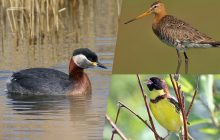 В Украине исчезает все больше редких птиц: орнитолог объяснил, как к этому причастны люди