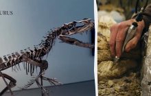 Єдиний скелет цератозавра продали на аукціоні: він затьмарив метеорит з Марса (відео)