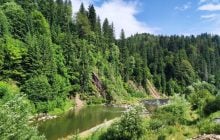 Рекордные 8 млрд прибыли: "Леса Украины" стали лидером госсектора