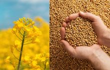 Пошлину на сою и рапс можно критиковать только за то, что это 10%, а не 20%, - экономист Галасюк