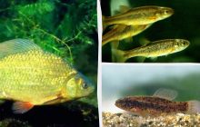 В Украине исчезают несколько видов краснокнижных рыб: специалисты бьют тревогу