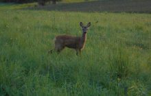 Українські військові врятували косулю, яка застрягла у захисних спорудах (відео)