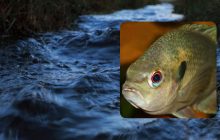 Украинские водоемы захватывают рыбы-чужаки: ихтиолог рассказала, какие виды появились