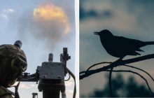 Война изгоняет птиц из степей и лесов Украины: орнитолог предупредил об угрозе