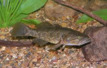 Превратит озеро в пустыню: ученая рассказала о хищнике, который захватывает водоемы Украины