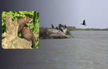 Украина вместе с реками теряет и редких животных: биолог объяснил, почему так происходит