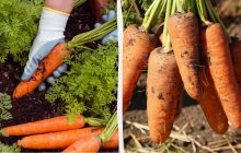 После 20 июля нужно проредить морковь: без этого она не будет крупной и сладкой