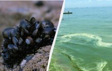 Безопасны ли морепродукты из Черного моря: эколог дал ответ