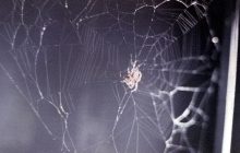 Более 50 лет назад NASA отправило двух пауков в космос: вот чему они научились (фото)