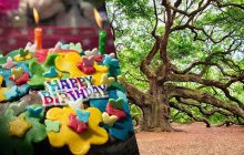 Какое вы дерево по месяцу рождения: что оно символизирует и как вырастить у себя