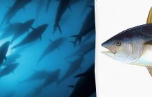 Риба розміром - як два ведмеді гризлі: що відомо про одного з найшвидших хижаків океану