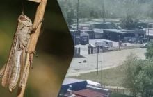 Может возрасти в 400 раз: биолог рассказал о причинах нашествия саранчи в Украине
