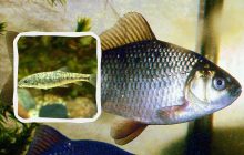В Україні зникають карась та червонокнижна марена: іхтіолог заявила про появу нових видів