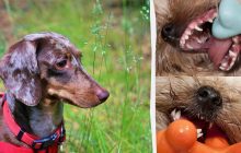 Зовнішність оманлива: ветеринари назвали 5 порід собак, які мають "акулячі" зуби