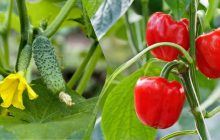 Убойная подкормка для перцев и огурцов: щит от вредителей и болезней до заморозков