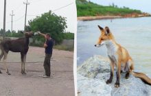 Зовсім страх розгубили: науковець пояснив, чому дикі звірі почали заходити в міста