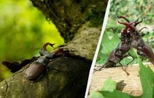 Найбільший та найвідоміший жук України не має де жити через лісників, - екологи
