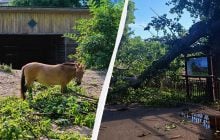 Київський зоопарк суттєво постраждав через негоду (фото)