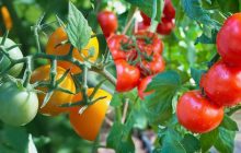 Три натуральных подкормки для томатов, чтобы были толстенькими и быстрее наливались
