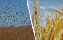 В Україні нашестя ненажерливого шкідника: що буде з посівами