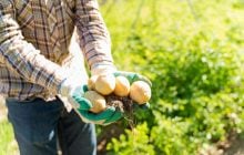 Де на городі найкраще садити картоплю: вродить навіть без підгодівлі та зусиль