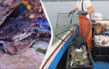 Черное море активно "захватывает" новый хищник: экологи объяснили, в чем опасность