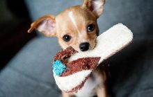 Собака плохо себя ведет: эксперты-кинологи рассказали о причинах самых частых проблем