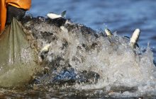 Отдельные виды рыб в реках Украины на грани исчезновения: ихтиолог рассказала, какие именно