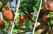 Какие 6 деревьев нужно обрезать до сентября: осенью их уже трогать нельзя