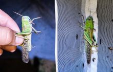 Нашествие саранчи: ученый рассказал, откуда взялись насекомые и как от них защититься