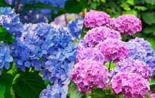 Как придать гортензии насыщенный голубой цвет: садовод поделилась секретами