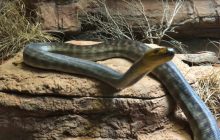 Размер - более 2 метров, а вес - менее 2 кг: что известно о самой ядовитой в мире змее