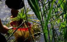 Стрекоза-хищник и моллюски: во время гидробиологических исследований возле ЧАЭС нашли редкие виды