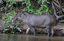"Чудо природы", исчезнувшее сто лет назад, вернулось: ученые и экоактивисты ошеломлены