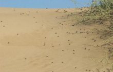 Ученые сделали парадоксальное открытие о жуках в самой старой пустыне на Земле