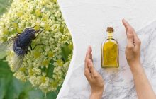 Експерти з прибирання розповіли, який запах ненавидять мухи: він відлякає їх одразу